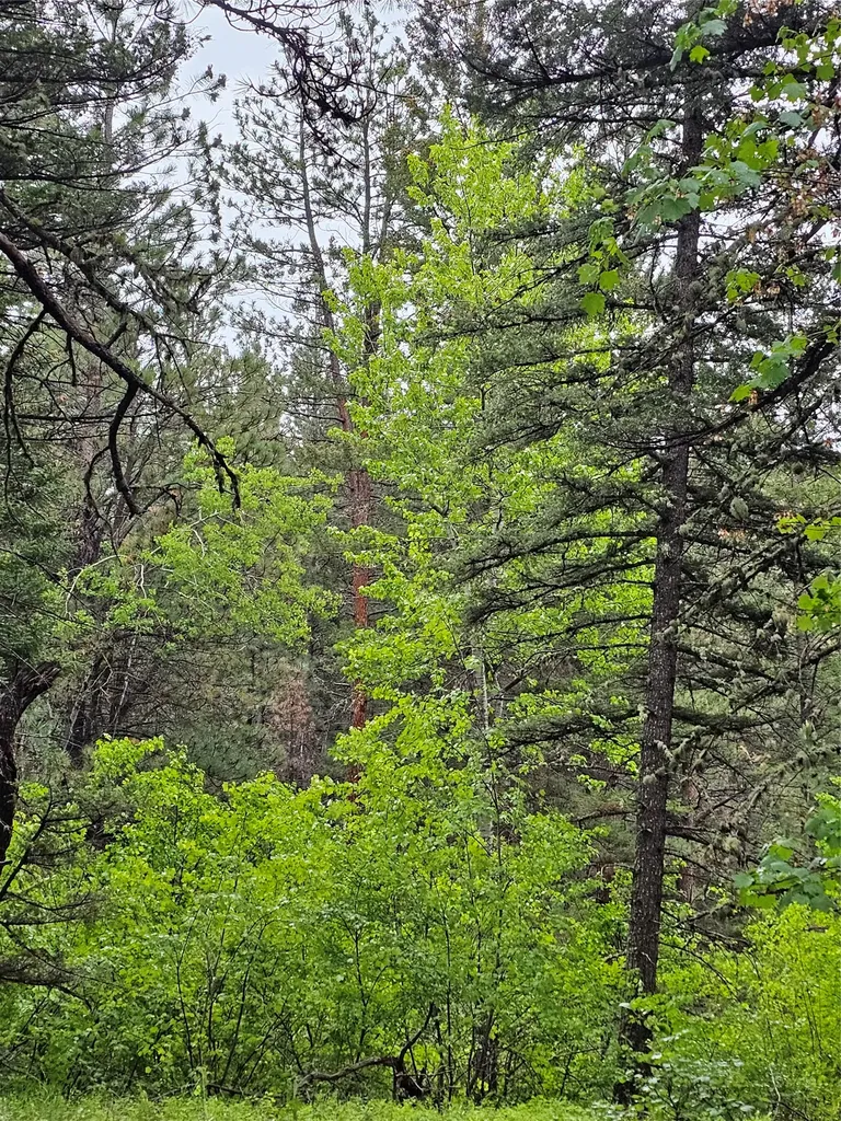 Nhn Upper Sawmill Creek Lane Cascade MT 59421