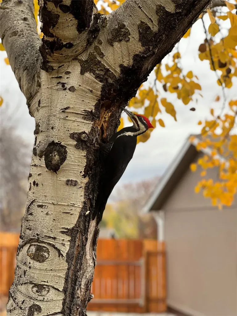 13014 Kimwood Drive Lolo MT 59847