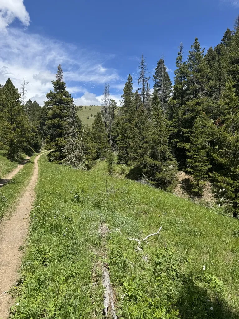 Nhn Codette Creek Road Lincoln MT 59639