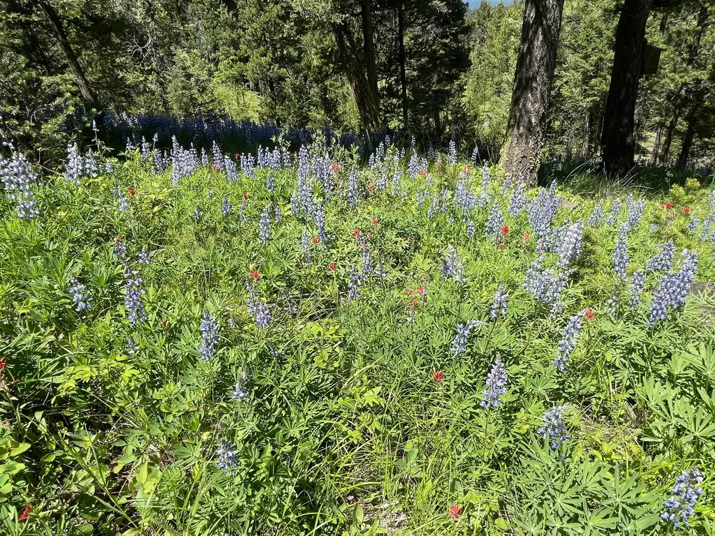 1623 Herrin Lake Road Lincoln MT 59639