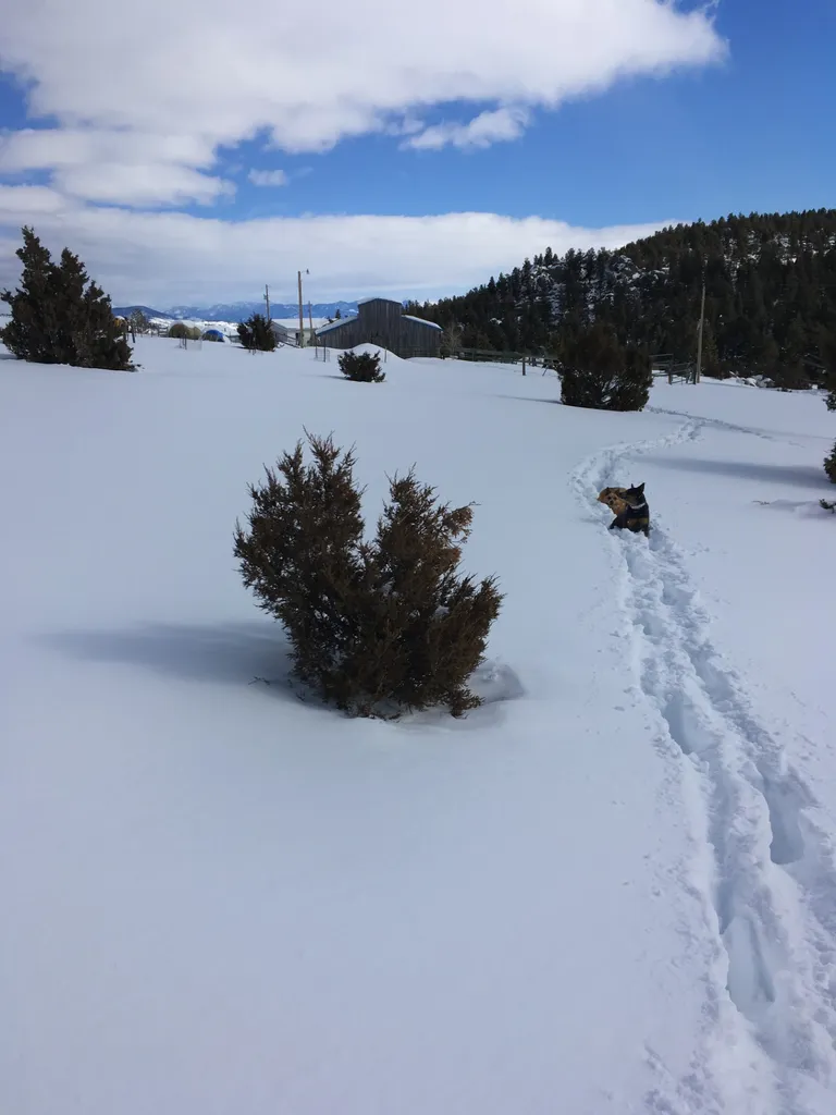 49 Cedar Crest Road Whitehall MT 59759