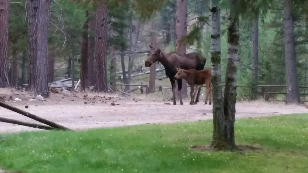 2133 Lost Horse Trail Hamilton MT 59840
