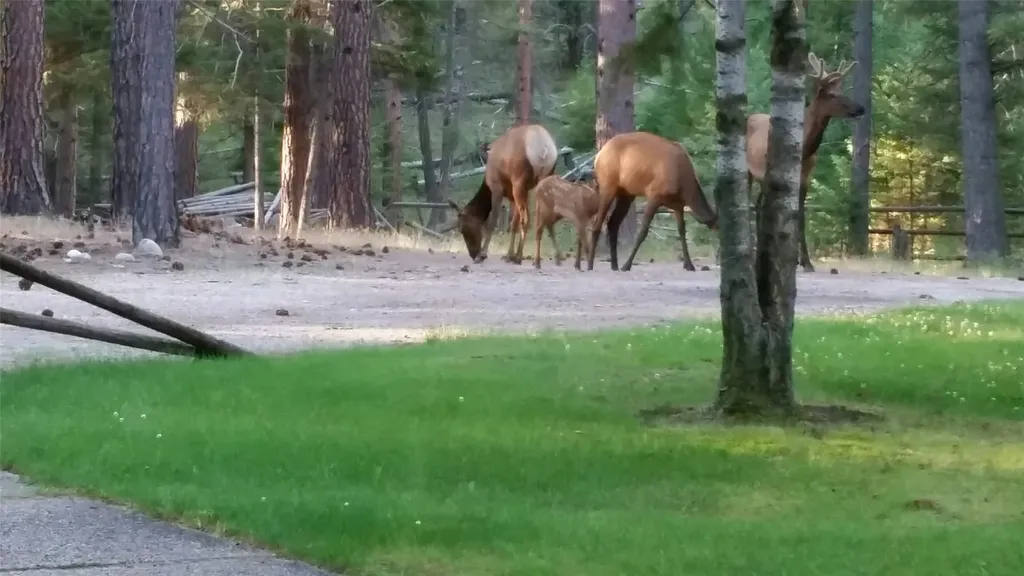 2133 Lost Horse Trail Hamilton MT 59840