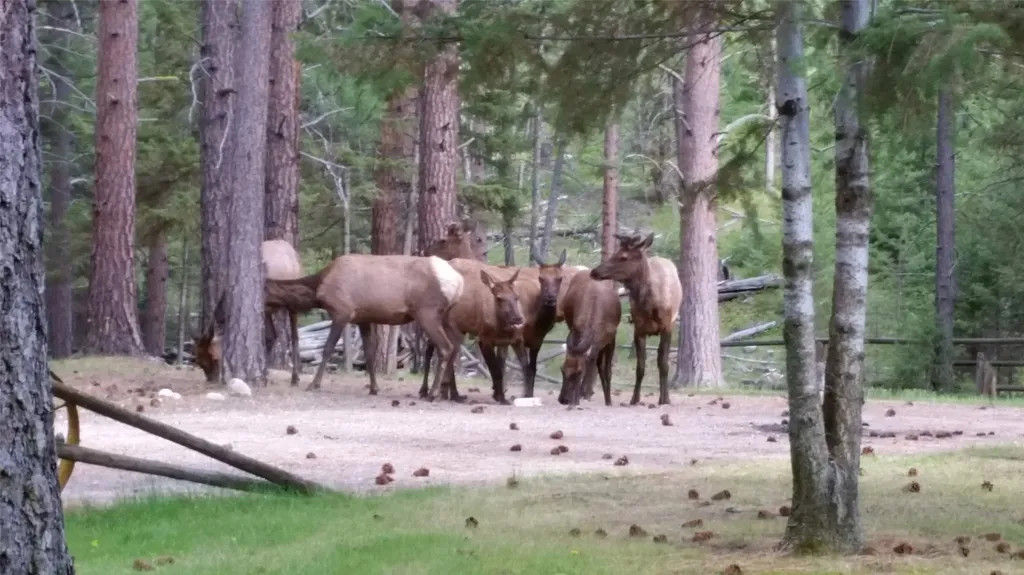 2133 Lost Horse Trail Hamilton MT 59840