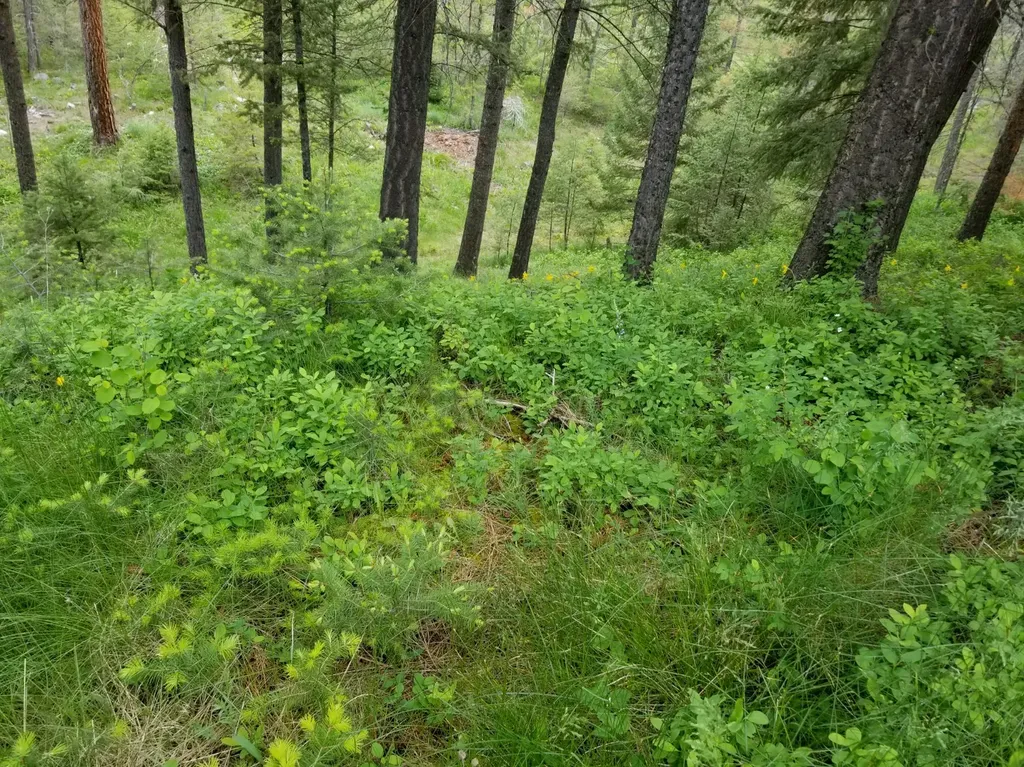 2133 Lost Horse Trail Hamilton MT 59840