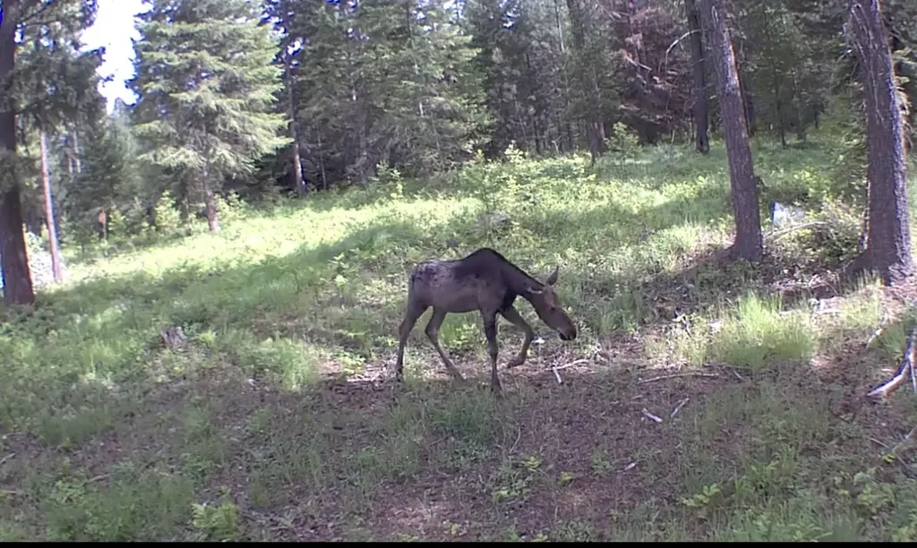 95 Triple J Loop Trout Creek MT 59874