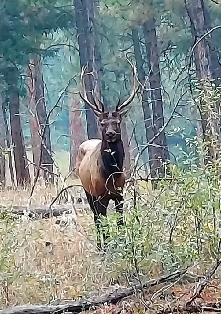 956 & 952 Falling Star Road Victor MT 59875