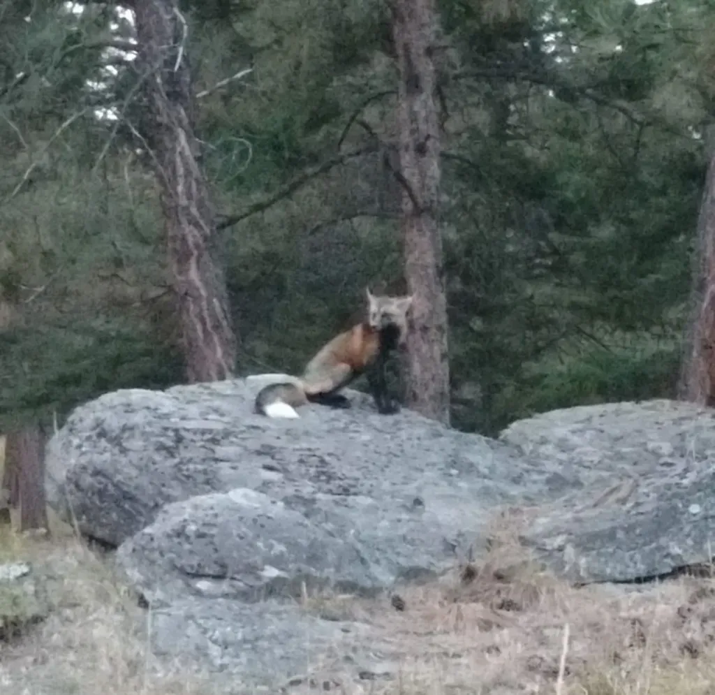 956 & 952 Falling Star Road Victor MT 59875