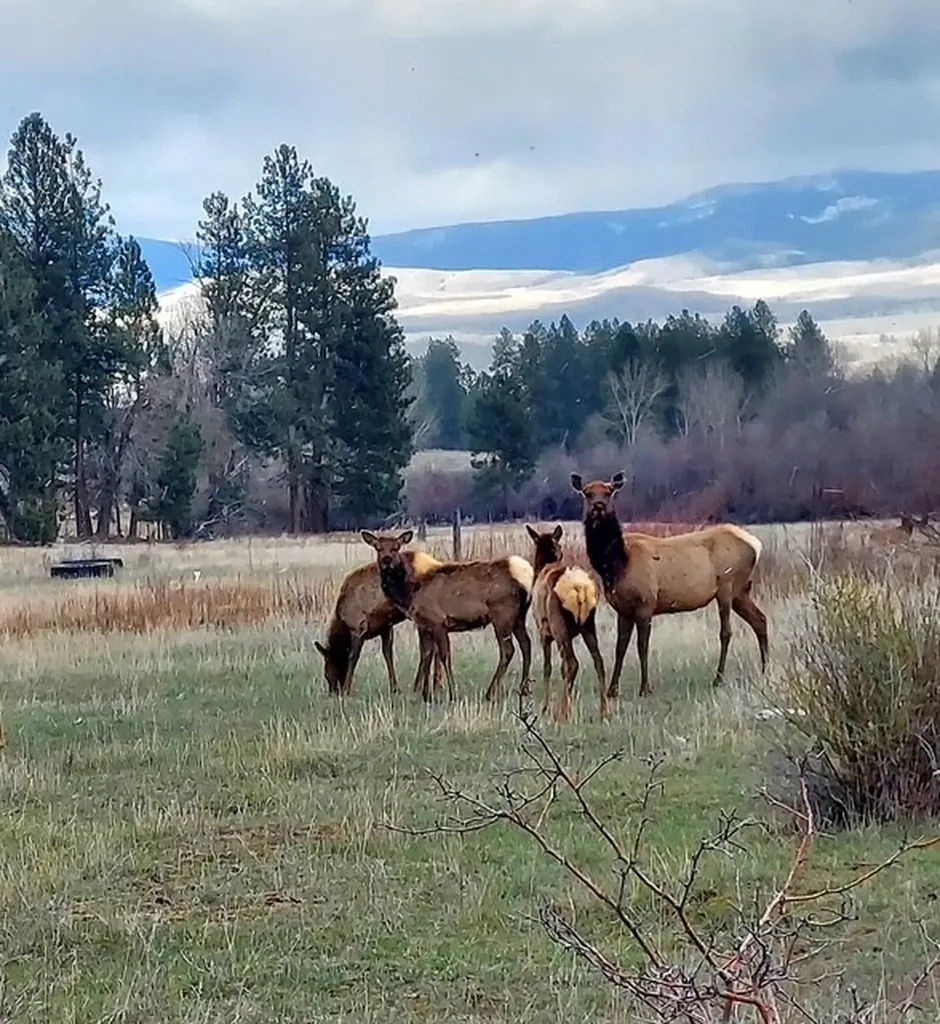 956 & 952 Falling Star Road Victor MT 59875