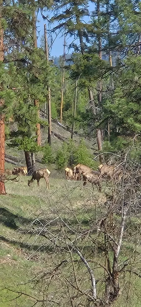 230 Verde Creek Road Superior MT 59872