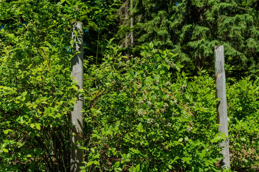 32 Whitepine Creek Road Trout Creek MT 59874