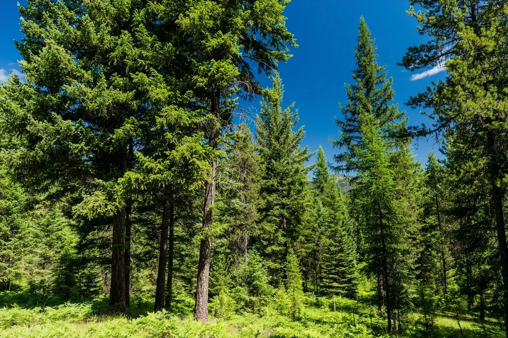32 Whitepine Creek Road Trout Creek MT 59874
