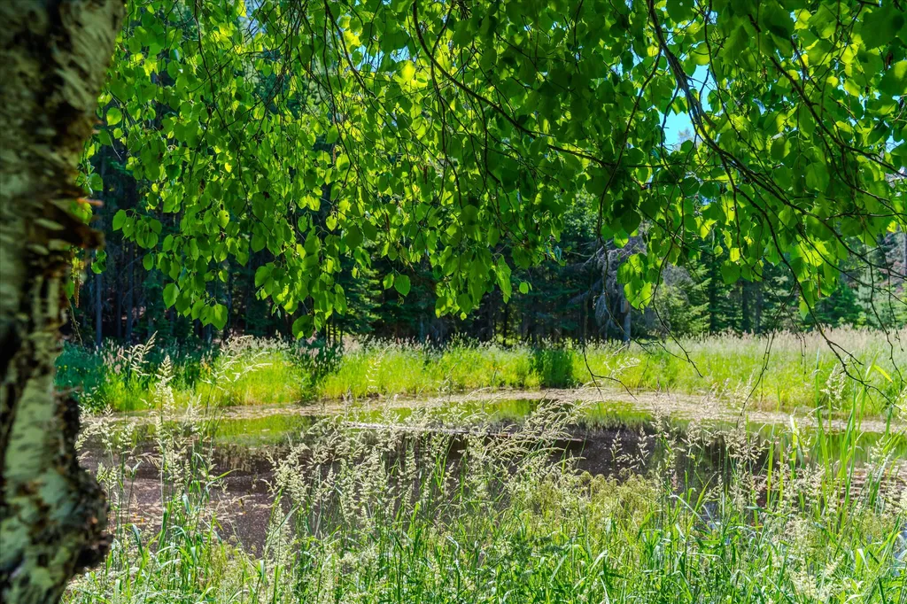 32 Whitepine Creek Road Trout Creek MT 59874