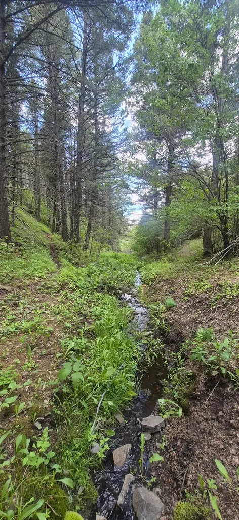 28 Muskrat Road Helmville MT 59843