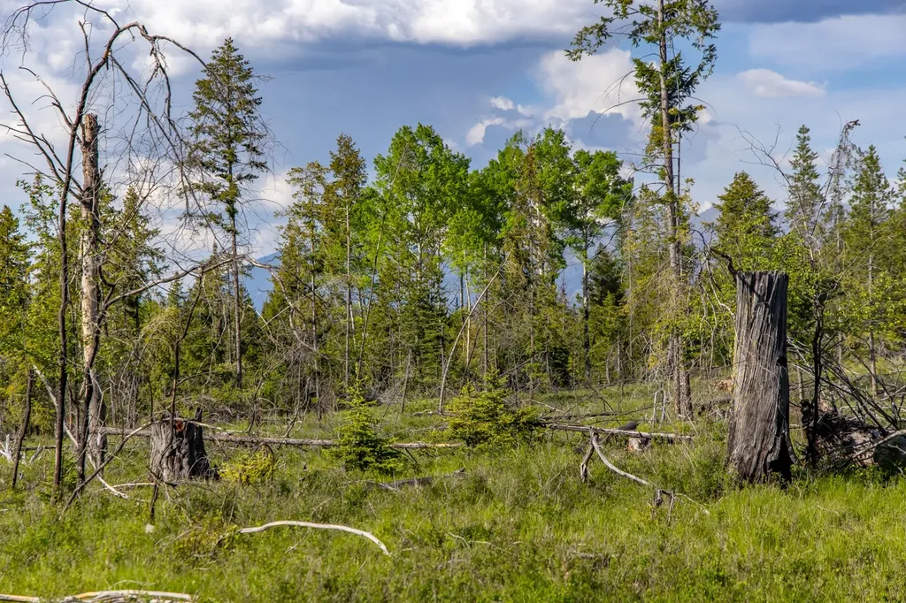 6999 Fortine Creek Road Trego MT 59934
