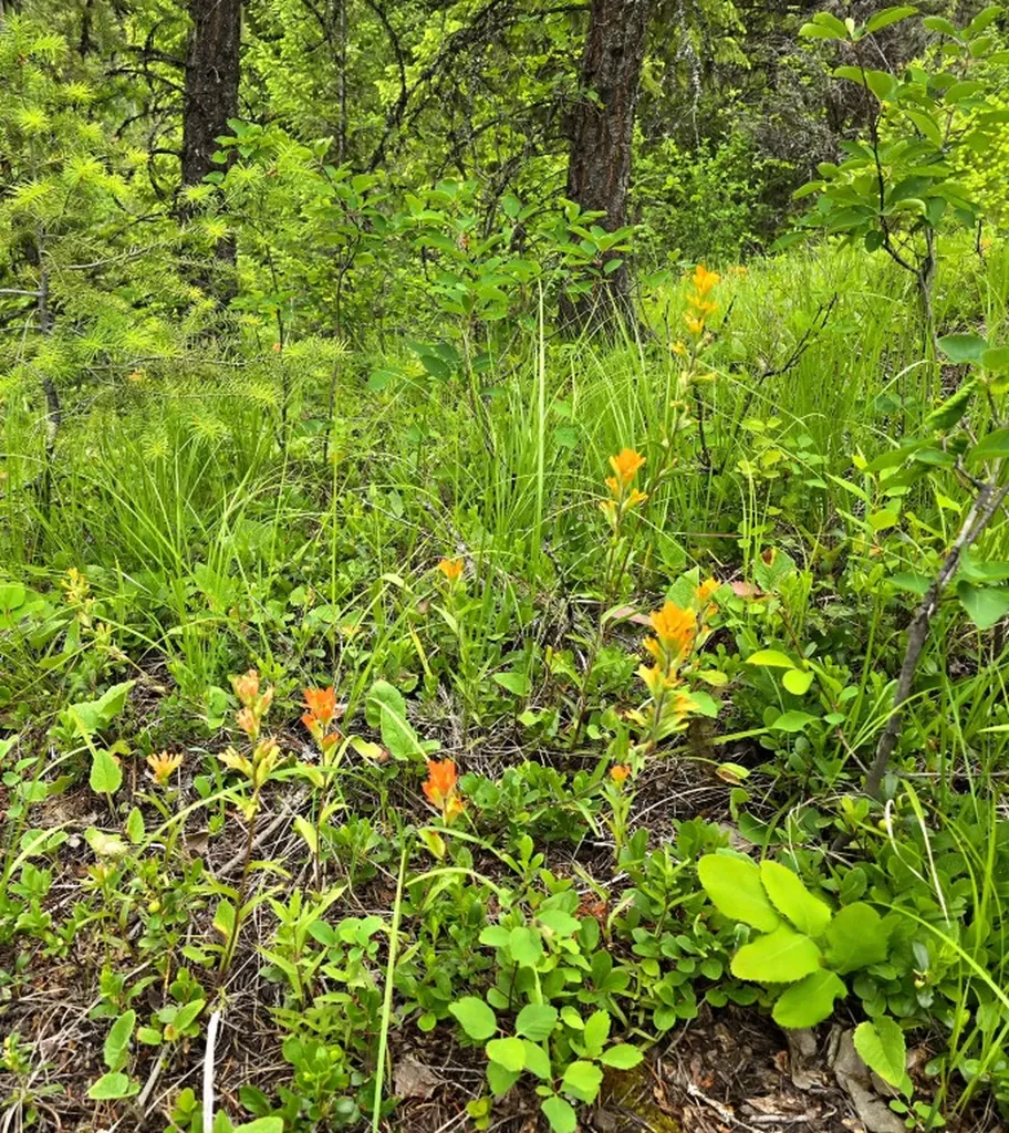 4577 Quartz Creek Road Libby MT 59923