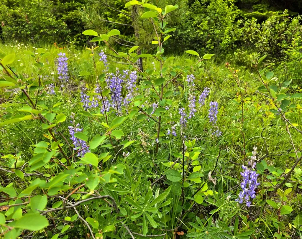 4577 Quartz Creek Road Libby MT 59923