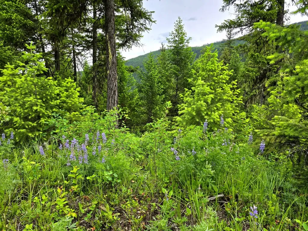 4577 Quartz Creek Road Libby MT 59923