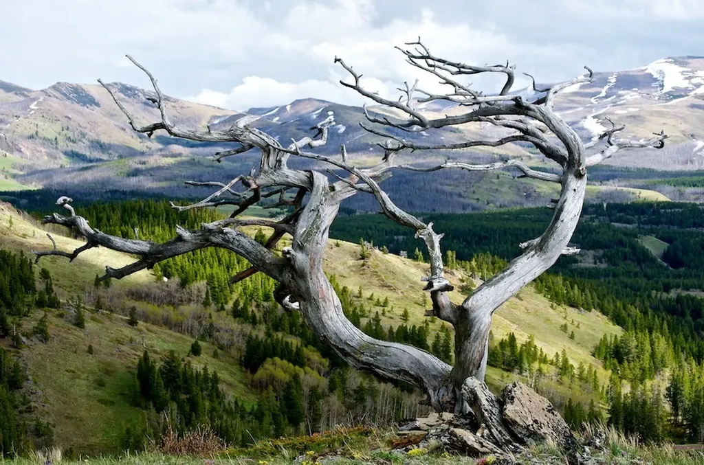 Nhn East Glacier Park East Glacier Park MT 59434