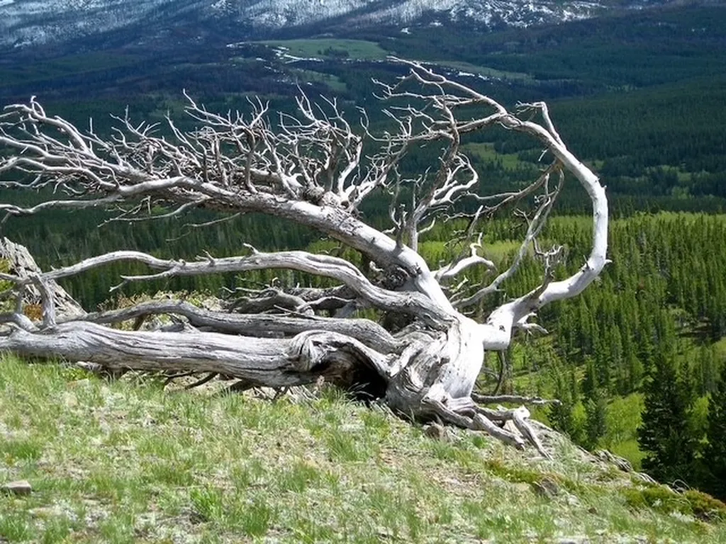 Nhn East Glacier Park East Glacier Park MT 59434