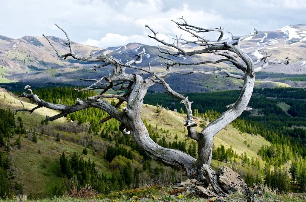 Nhn East Glacier Park East Glacier Park MT 59434