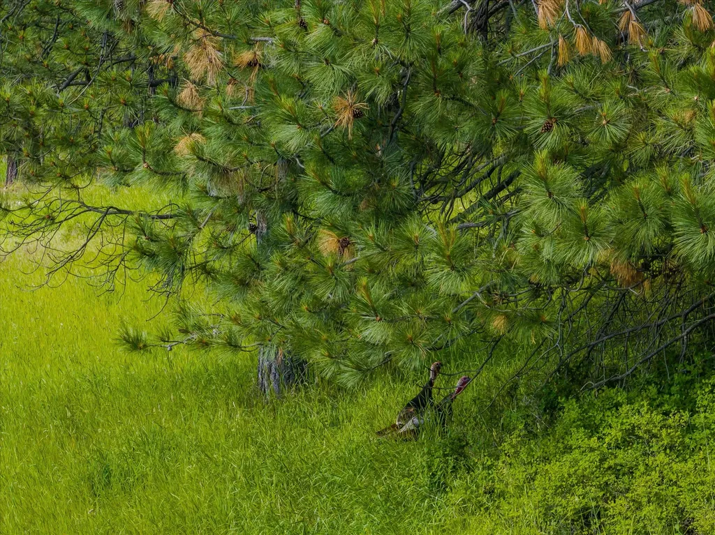 42439 Canal Road Ronan MT 59864