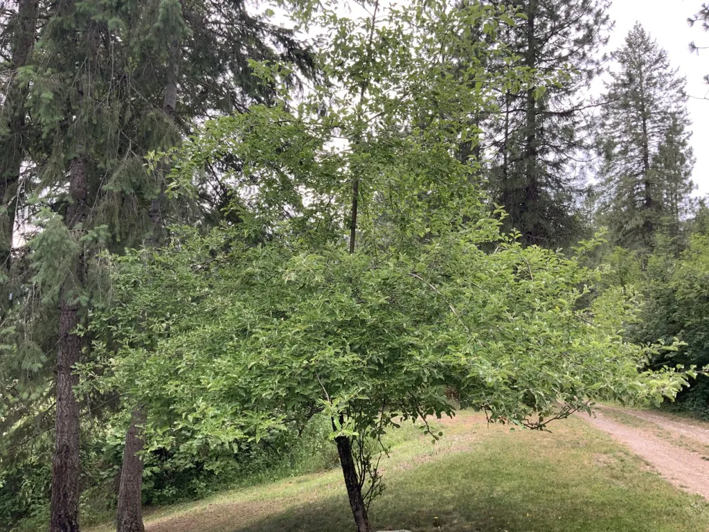 7 Bridge View Lane Heron MT 59844