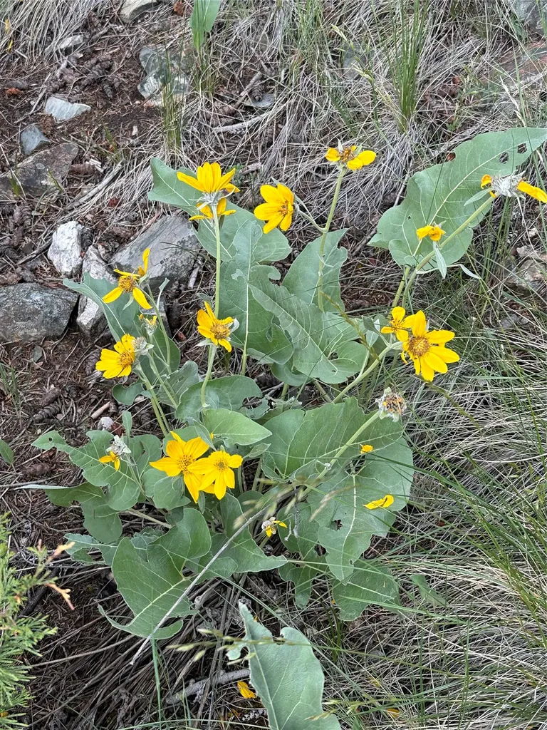 15 Power Plant Road Philipsburg MT 59858