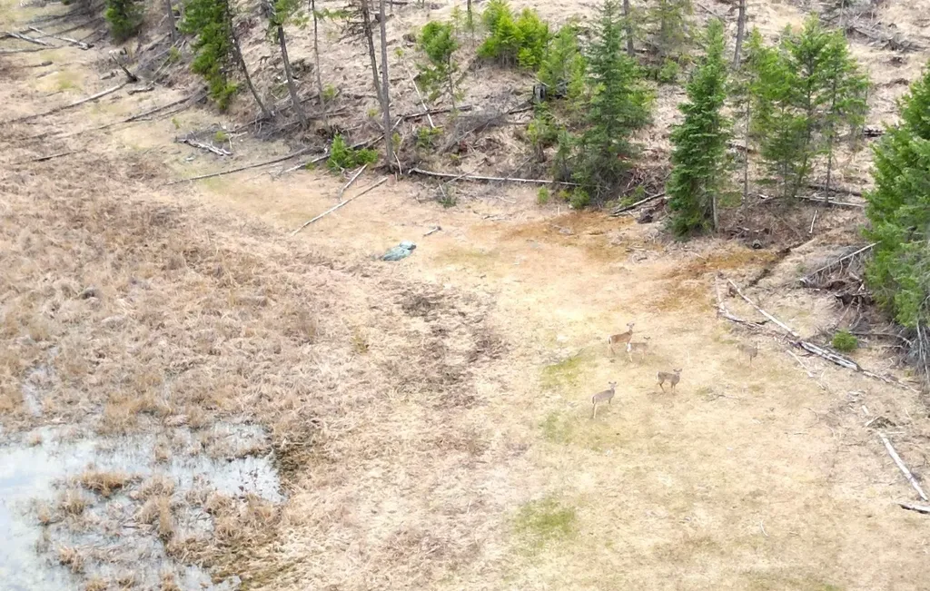 Nhn 120 Acres South Eureka MT 59917