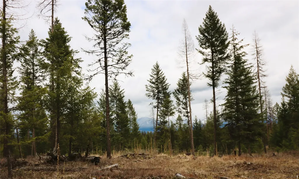 Nhn 120 Acres South Eureka MT 59917