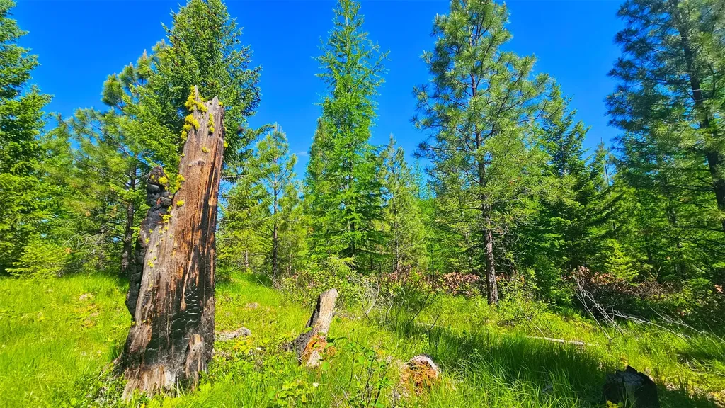 Nhn Corona Road Ranch Plains MT 59859
