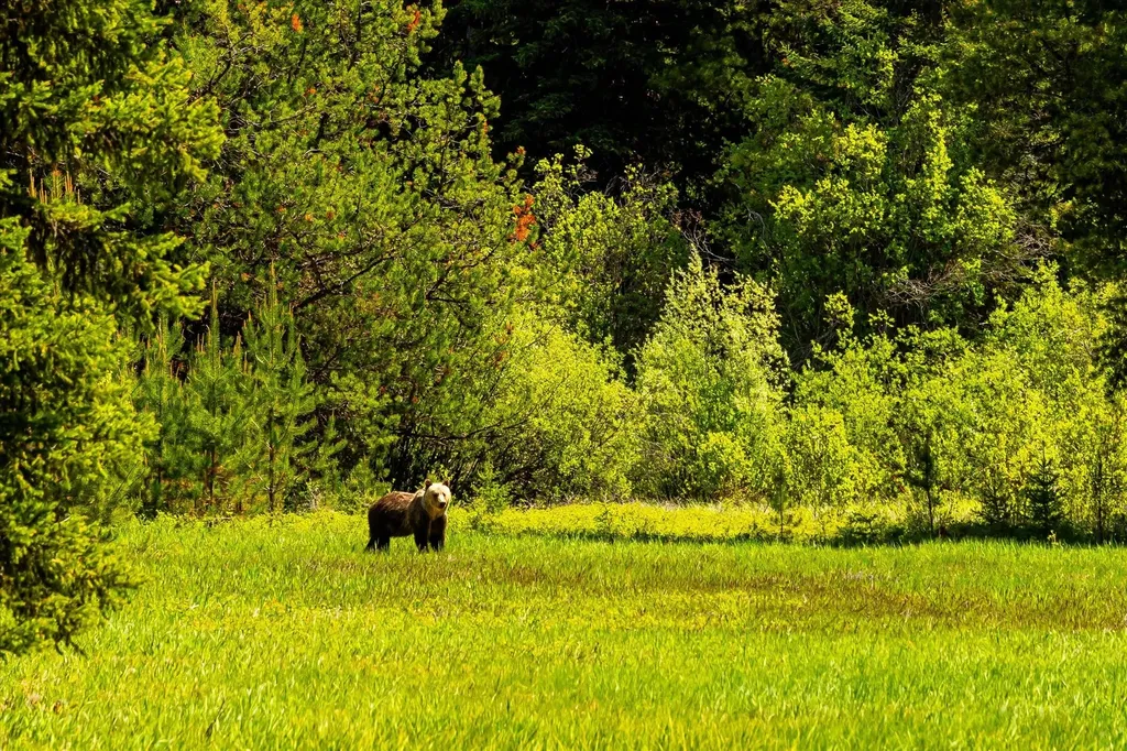 8500 North Fork Road Polebridge MT 59928