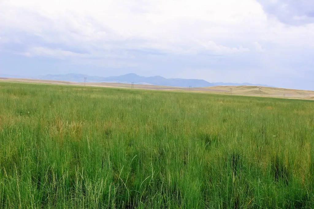 Little Muddy Creek Ranch Cascade MT 59421