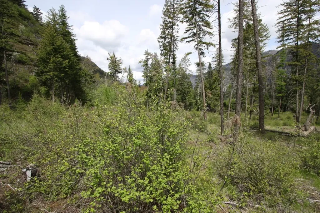 Nhn Tract 1-b River Road W Plains MT 59859