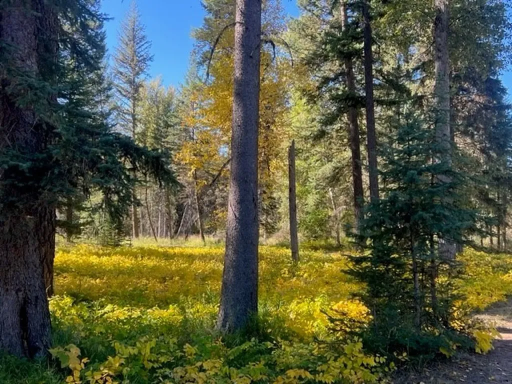Nhn Old Mill Road Bigfork MT 59911