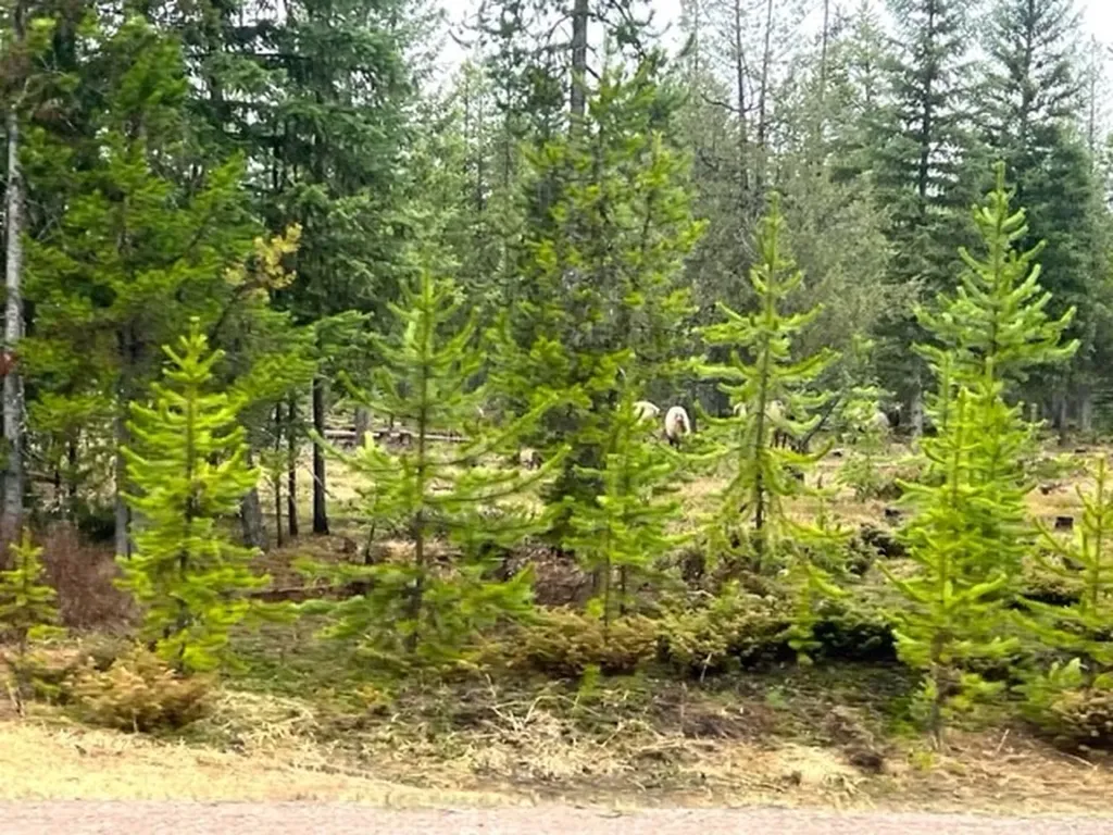 Nhn Old Mill Road Bigfork MT 59911