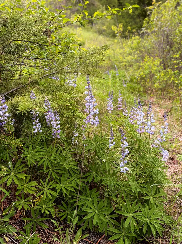 688 Cutthroat Trail Victor MT 59875