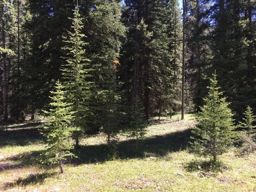 216 Trapper Creek Road Dillon MT 59725