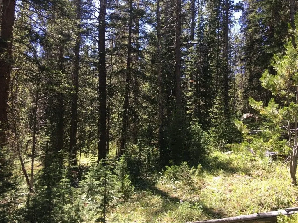 216 Trapper Creek Road Dillon MT 59725