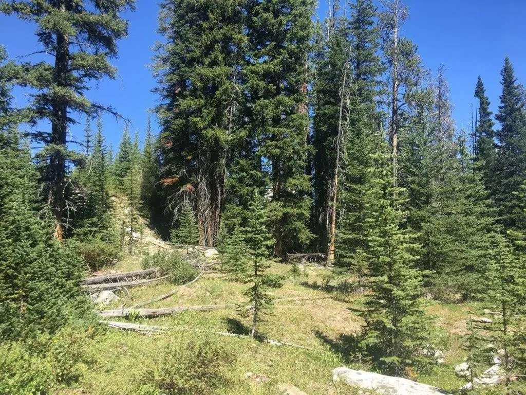 216 Trapper Creek Road Dillon MT 59725
