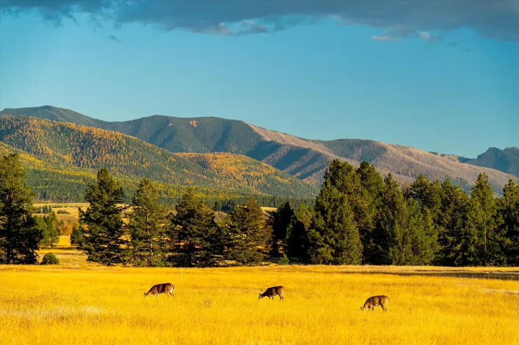 739 Paradise Loop Eureka MT 59917