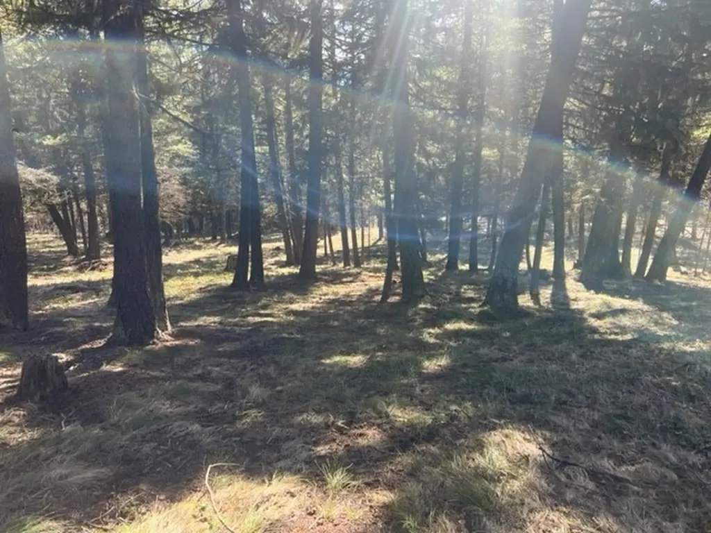 240 Wolverine Drive Seeley Lake MT 59868