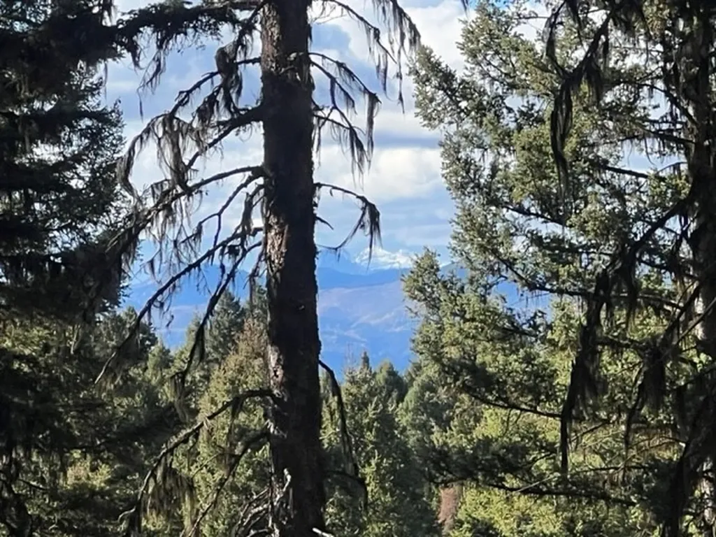 1250 Bitterroot Drive Seeley Lake MT 59868