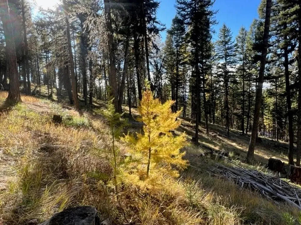 1250 Bitterroot Drive Seeley Lake MT 59868