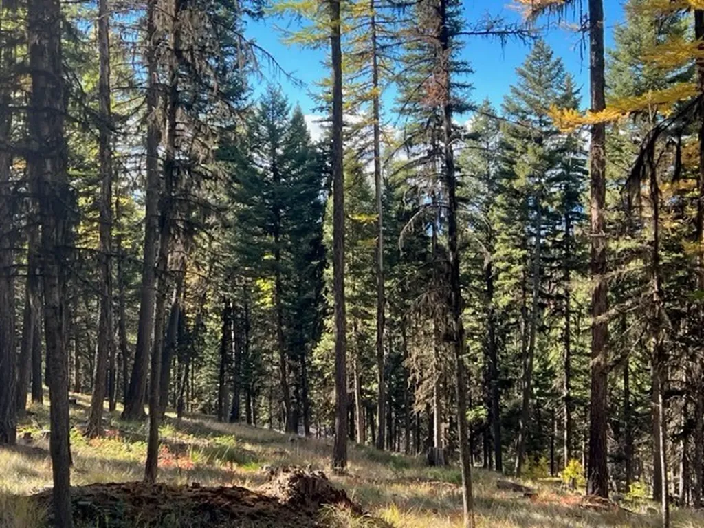 1250 Bitterroot Drive Seeley Lake MT 59868