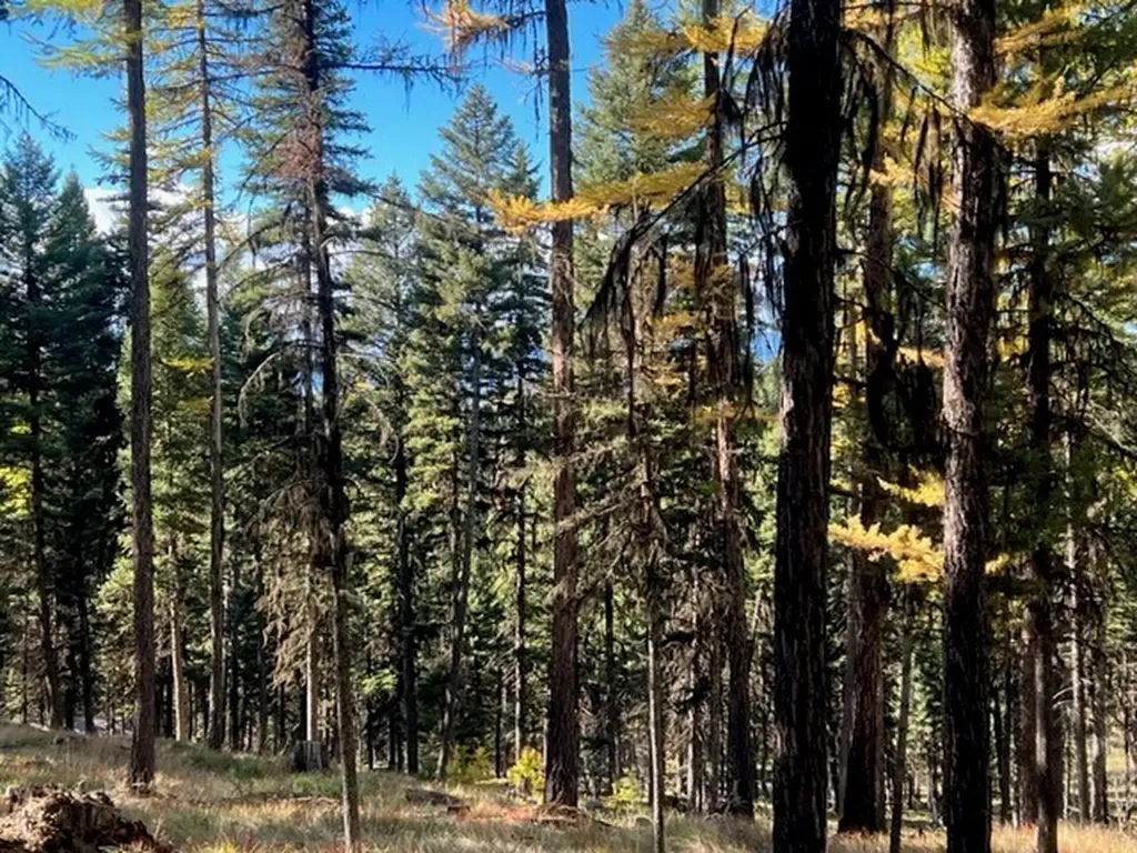 1250 Bitterroot Drive Seeley Lake MT 59868