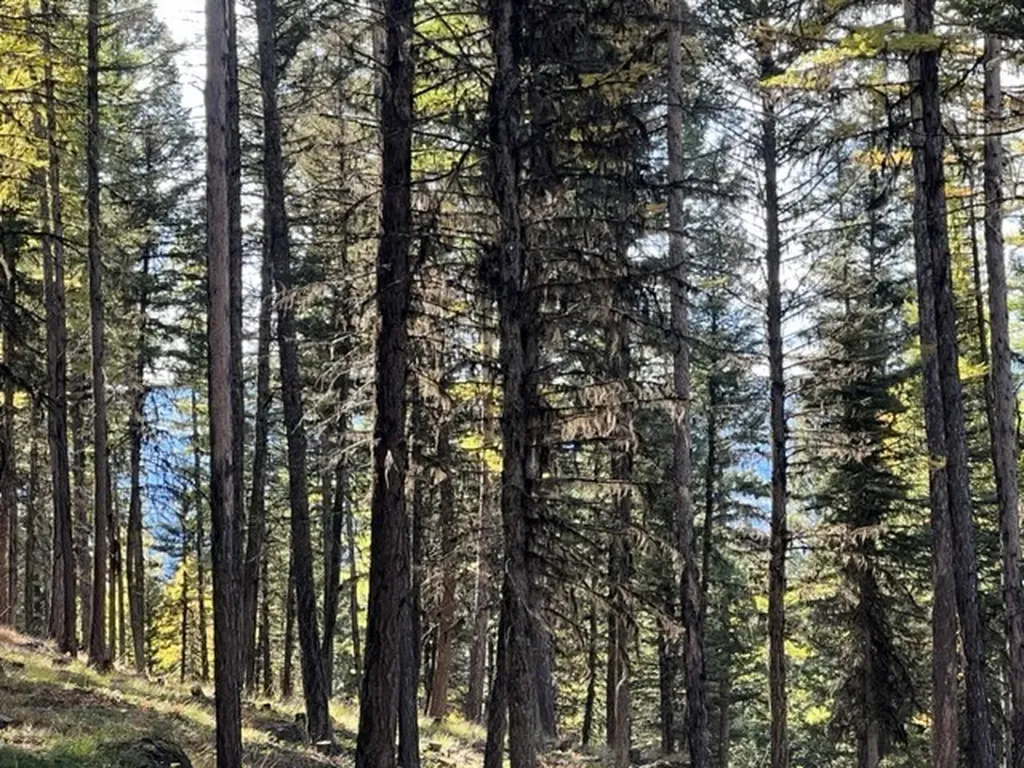 1250 Bitterroot Drive Seeley Lake MT 59868