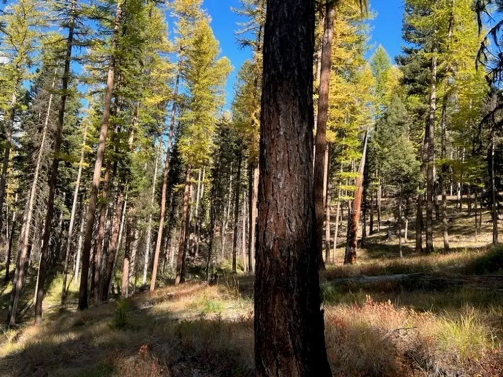 1250 Bitterroot Drive Seeley Lake MT 59868