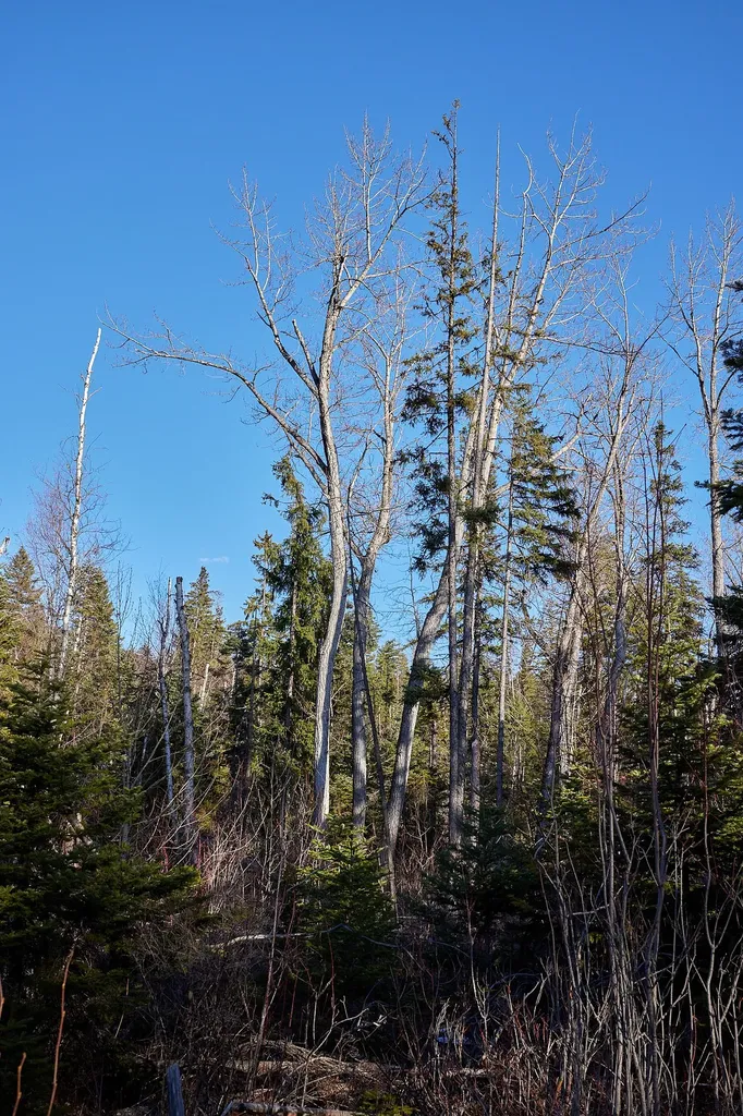 Nhn Swan Lake Overlook Bigfork MT 59911