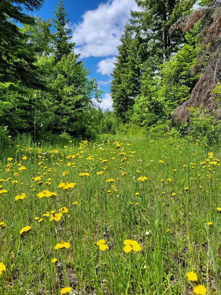 Nhn Swan Lake Overlook Bigfork MT 59911